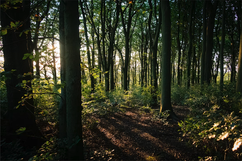 Before: Brush-choked woods