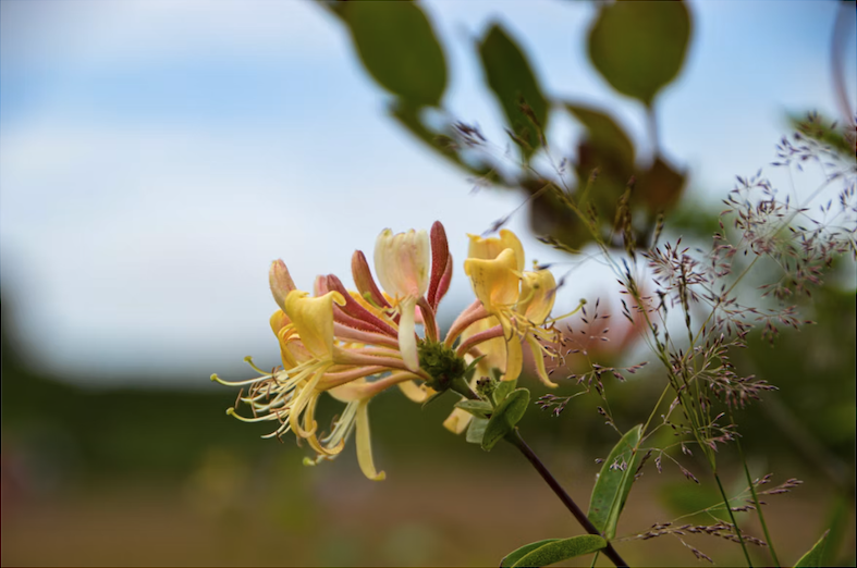Honeysuckle Removal in Louisville, KY